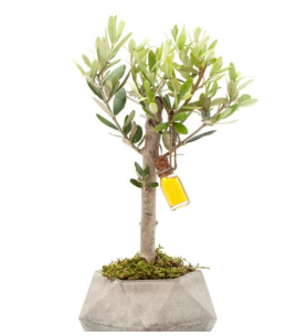 Zeytin ağacı bonsai